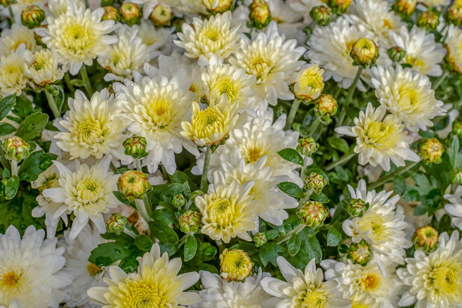 Chrysanthemums